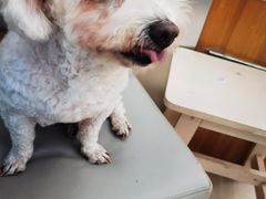 -爱侣宠医·鹦鹉专科·小型哺乳类·异宠专科(灵石路店)