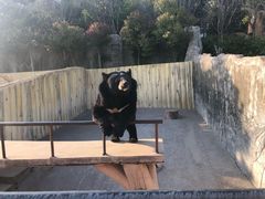 -东方熊牧场