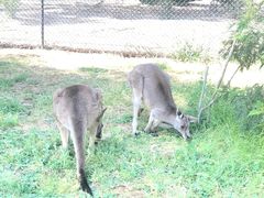 -威勒比开放式动物园