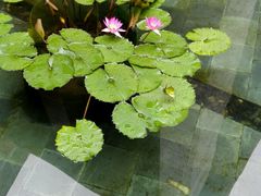 android_upload_pic-三亚亚龙湾雅高铂尔曼别墅度假酒店