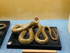 -陕西自然博物馆