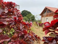 -涠洲岛-圣母堂