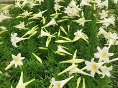 -广州神农草堂中医药博物馆