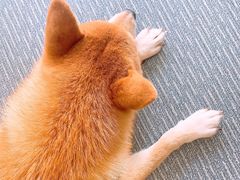 -柴源莊·柴小宠柴犬咖啡