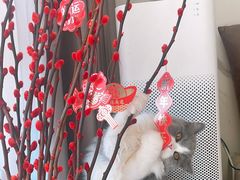 -猫大福·Fortune Cat猫舍(百子湾店)