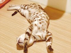猫咪寄养房间-Double Rui宠物酒店