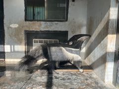 -上海野生动物园
