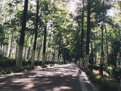 -合肥滨湖国家森林公园