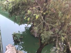 -老幺泉水鸡