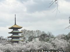 -东湖磨山景区樱花园-停车场