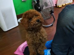 -李小姐の猫咖啡馆(五角场店)