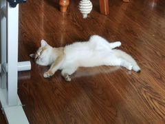 -东方名猫馆·英短金渐层布偶猫舍(环线广场1号楼店)