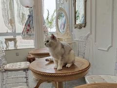 -共舞时光猫咖·狗咖(新街口店)