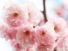 -天适樱花悠乐园
