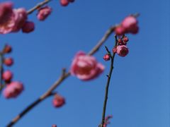 -无锡梅园公园