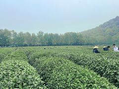 -中国茶叶博物馆(双峰馆区)