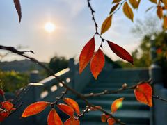 -八大山人梅湖景区