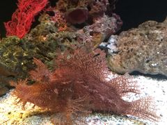 -暹罗海洋世界