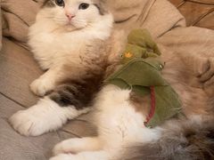 -滚猫咖啡·猫咖·猫友好撸猫(未来城店)