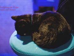 -Sirena海妖日咖夜酒