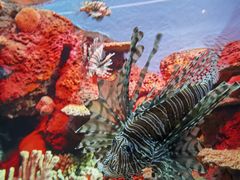 -上海海洋水族馆