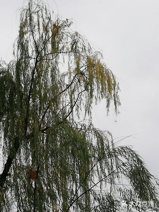 朱家角课植园图片