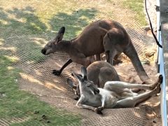 -西霞口神雕山野生动物世界