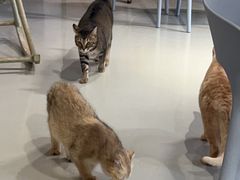 -豆逗聊愈猫阁Easy Life