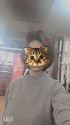 -尚丹尼造型