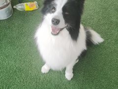 -宠福鑫康馨动物医院·骨科·眼科