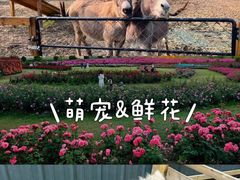-栖露营camping·天幕烧烤·团建拓展·采摘营地