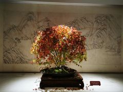 -扬州大运河文化旅游度假区·盆景园