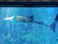 -烟台海昌鲸鲨海洋公园