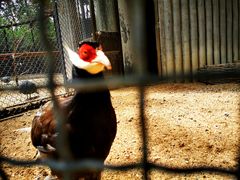 -石家庄市动物园