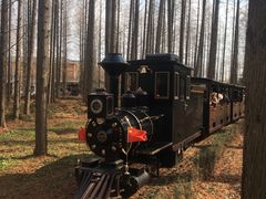 -黄海国家森林公园