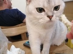 -滚猫咖啡·猫咖·猫友好撸猫(未来城店)