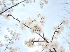 -顾村公园