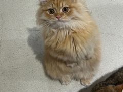 -藏猫猫咖啡主题馆(中央大道店)