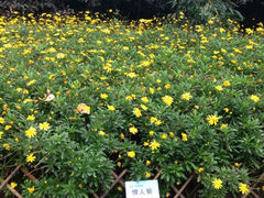 iphone_upload_pic-紫竹院公园冰场