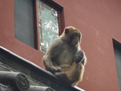 -黔灵山公园