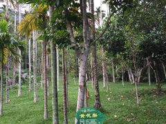 -呀诺达热带雨林