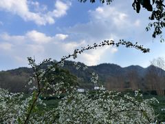 -中国茶叶博物馆(双峰馆区)