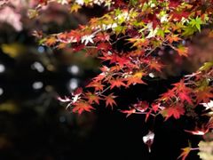 -醍醐寺