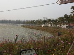 -上海长兴岛郊野公园