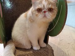 -CAT’S MEWSTAR CAFE·喵星球猫屋(晴湾咖啡店)