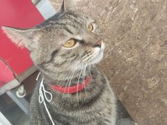 -金栗王(清扬路店)