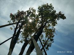 -春花秋色城市公园