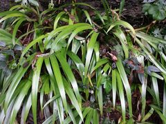 -九寨沟-树正沟