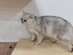 -Moni星球萌宠·小马宝莉·灵蛇·高端高阶全萌宠互动体验俱乐部(红豆国际广场店)