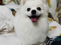 -BABYDOG宝贝狗宠物乐园(欧洲城店)